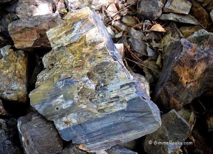 Petrified Wood Formation