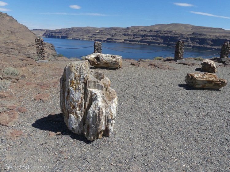 Ginkgo Petrified Forest State Park