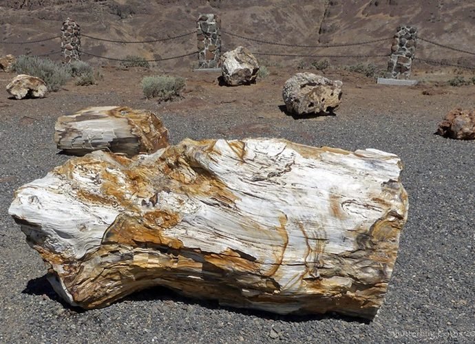 Ginkgo Petrified Forest State Park