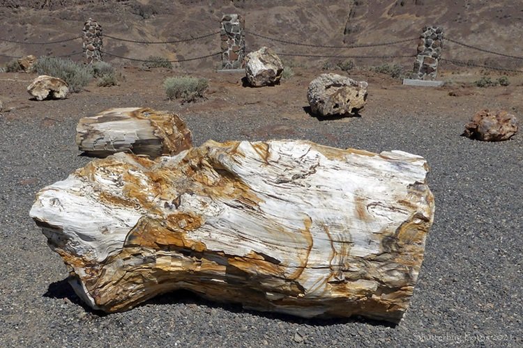 Ginkgo Petrified Forest State Park