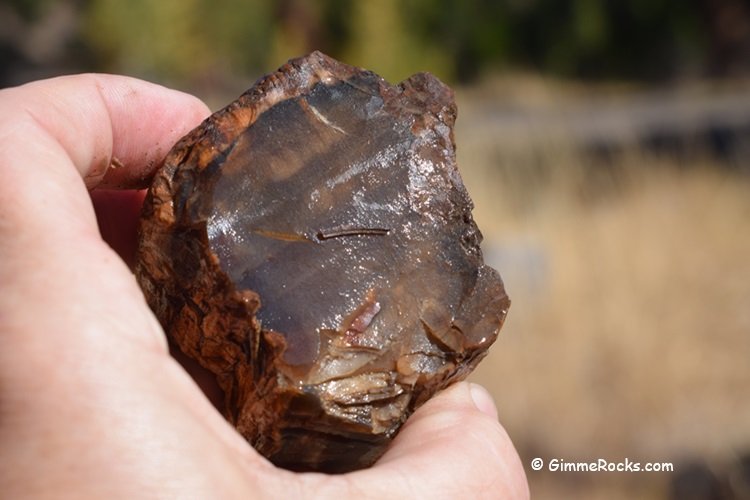 Opalized Wood - Lakeview Area, Oregon