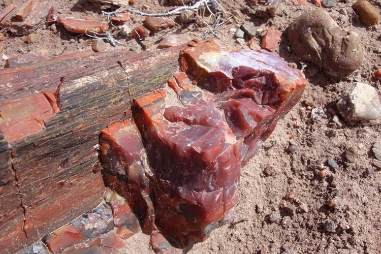 Petrified Forest National Park, Arizona