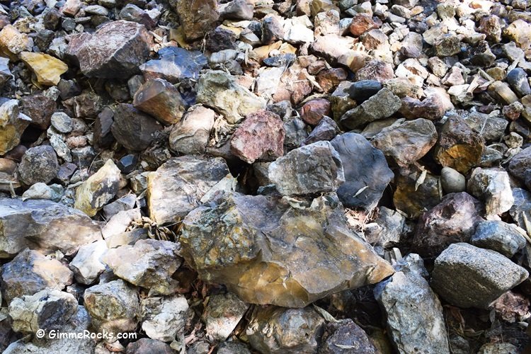 Where to Find Petrified Wood?