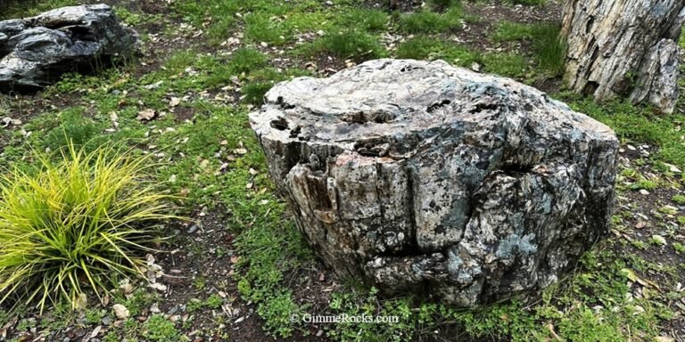 Calistoga Petrified Forest, California