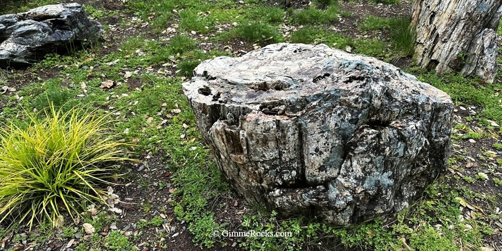 Calistoga Petrified Forest, California