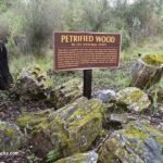 Calistoga Petrified Forest - California