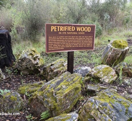 Calistoga Petrified Forest - California