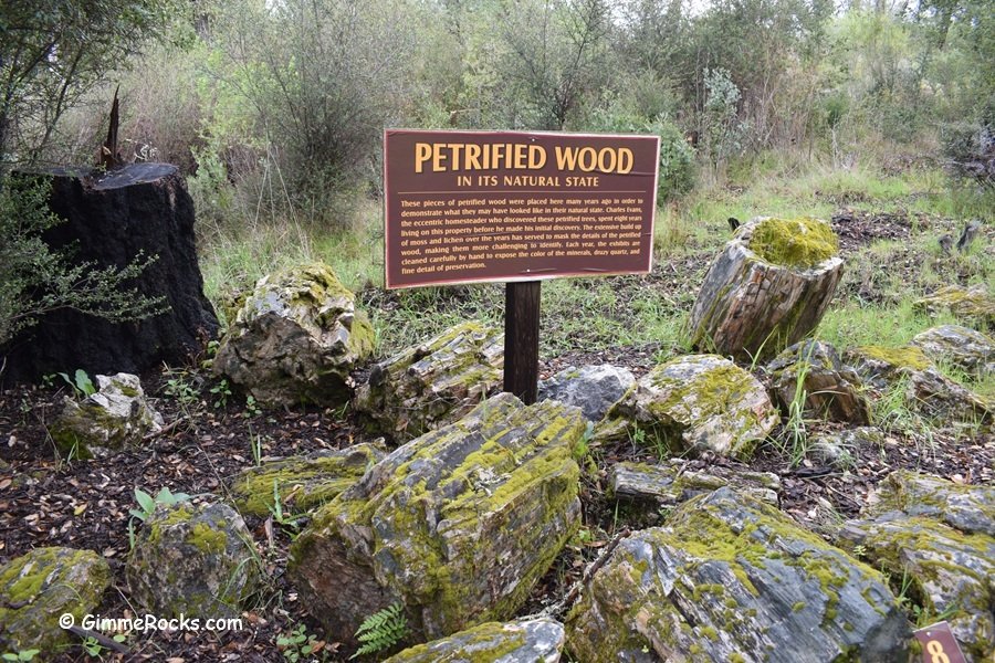 Calistoga Petrified Forest - California