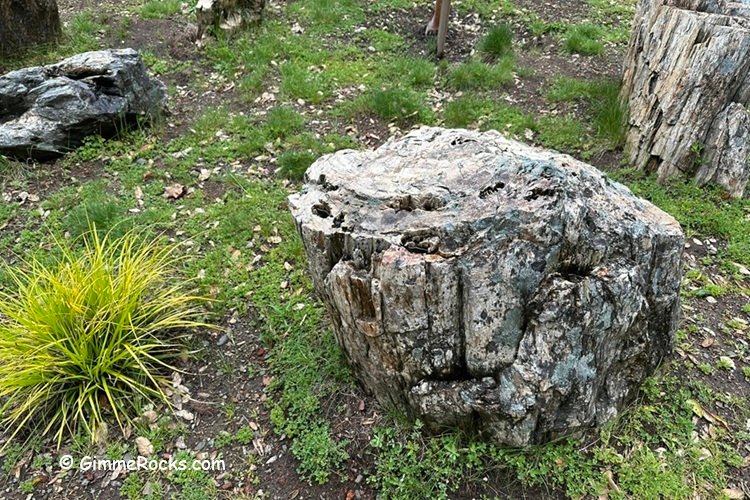Calistoga Petrified Forest - California