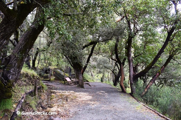Calistoga Petrified Forest - California