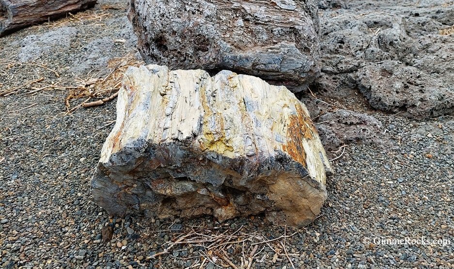 Ginkgo Petrified Forest State Park, Washington