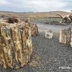 Ginkgo Petrified Forest State Park, Washington