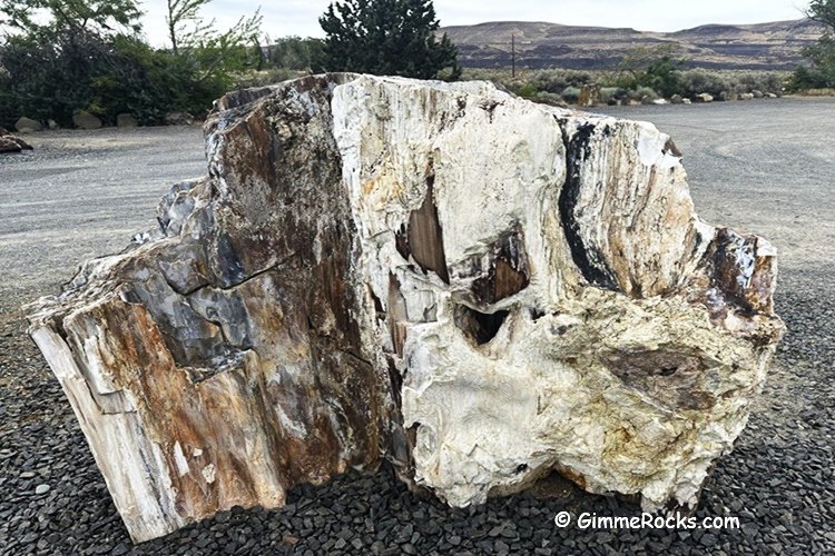 Ginkgo Petrified Forest State Park, Washington